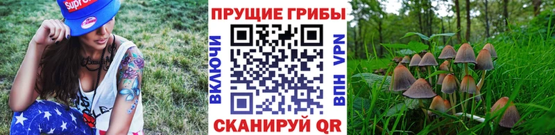 Галлюциногенные грибы Cubensis  магазин продажи   Сергач 